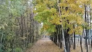 снова осень.