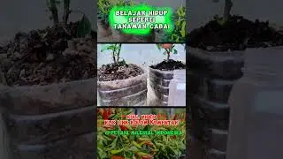 Tanam Cabai Hidroponik Sistem Wick - Petani Milenial