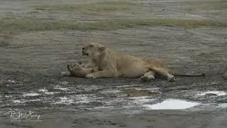 Playful Lion Cubs