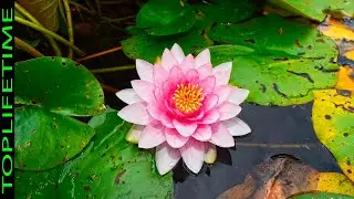 13 Plantas Acuáticas Más Hermosas Del Mundo