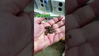 Guess the Gecko  # 18   🦎  🦎          #gecko