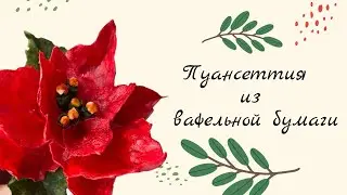 ПУАНСЕТТИЯ из ВАФЕЛЬНОЙ БУМАГИ.МК