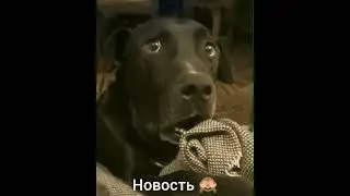 😂 НОВОСТЬ 😂 #shorts