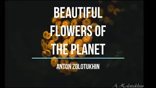 Beautiful Flowers of the Planet.  Прекрасные цветы. Fujifilm X-T20  16mm F1.4