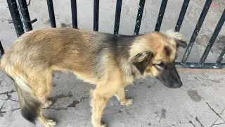 The dog