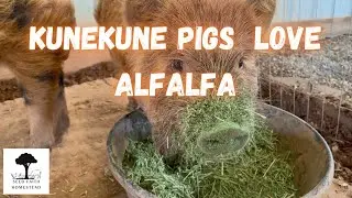 Nutrition In The Winter For Pigs | Vlog #SeedFaithHomestead