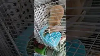 토끼 밥 먹는 모습 910