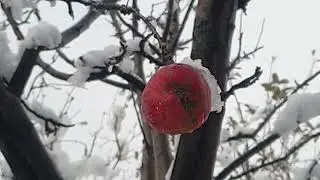 Köyde doğada kış, kar ve meyveler #kesfet #keşfet #snow #food