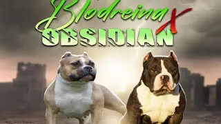 Big name breeders bad business??? more ppl been talking I’ve been listening let’s get into it