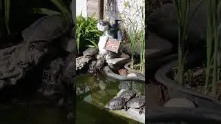 Черепашки 🐢 