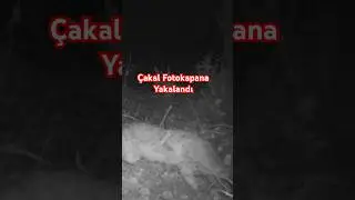 İstanbul Ömerli Çakal Fotokapana yakalandı #fotokapan #wildlife #omerliyabanhayati