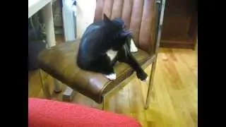 Кошка играет с Собачкой
