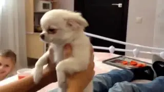 Прикол(Чихуа-Хуа)!