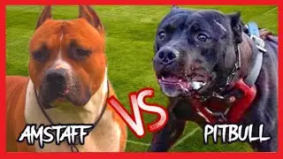Pitbull vs Amstaff (American Staffordshire Terrier)