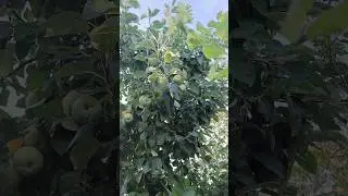Скоро будет урожай 🍏