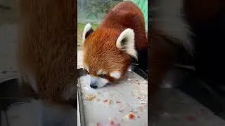 Delicious porridge makes my appetite.