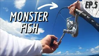 I Caught a PIER MONSTER!!! Biggest Fish of my Life off Juno Beach Pier 200+ pounds