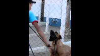 Pantera do Itanhandu