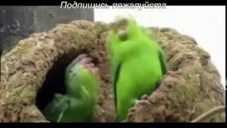 Попугай поёт Disturbed–Down With The Sickness