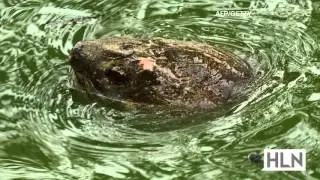 Ancient giant turtle dies