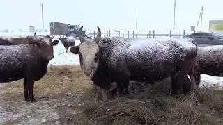 Зимовка КРС