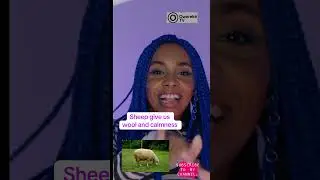 Ewúrẹ̀ àti Antelope – Irú Ara Ṣùgbọ́n Ìtòsí Kò Dájú!”