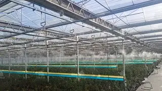 Automated humidity control for greenhouses | Nebufly Fog Misting System