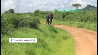 Close Encounter with a Charging Elephant in Tsavo West National Park
