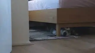 Маламут Дарья в роли Гуддини 😂