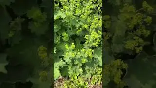 June 11, 2023 Blooms! Zone 5a | Vermont