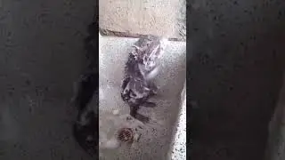 Как моется мышка