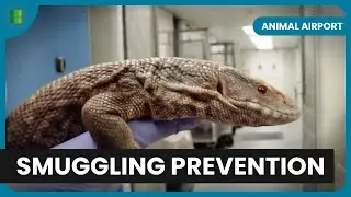 Smuggled Lizards Discovered! - Animal Airport - Animal Documentary