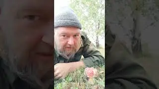 Мухоморы пошли. Заготавливаю.
