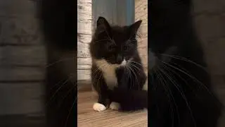 Кошечка Маркиза в поиске семьи