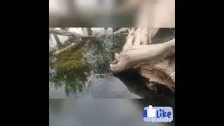 Чилучор Чашма
