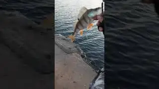 Окунь, на что клюёт? 