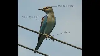 Indian roller / નીલકંઠ / ચાષ