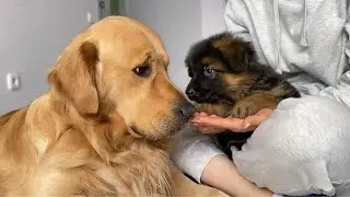 How My Golden Retriever and German Shepherd Became Best Friends From Day One