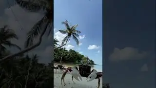 Two Lovers Sand Crabs.