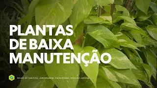 PLANTAS de BAIXA MANUTENÇÃO: O VERDE IDEAL para QUEM NÃO TEM TEMPO