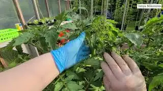 ДВОЙНАЯ МАКУШКА У СТЕБЛЯ ТОМАТА или РАЗДВОЕНИЕ МАКУШКИ / КАК ФОРМИРОВАТЬ СТЕБЕЛЬ С ДВОЙНОЙ МАКУШКОЙ