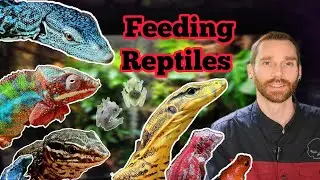Feeding My Pet Reptiles & DIY Enclosure Reptile Room. Tree Monitor, Water Monitor, Frogs, Chameleon