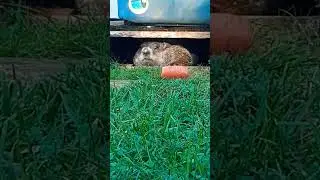 I Was Dreaming Of A Carrot, Oh A Carrot!! #groundhog #carrot #sleeping #dreaming #cute #adorable