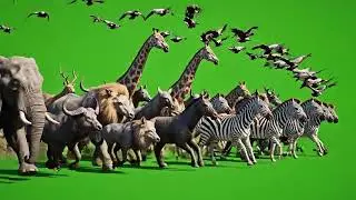 Unreal Animal Stampede Green Screen | Crazy Running Animals Compilation