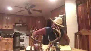 CAT GUITAR