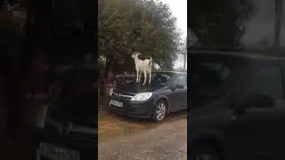 Не осторожная парковка