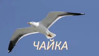 ЧАЙКА Фрагмент занятия Ознакомление с природой. Развитие речи. Стих 
