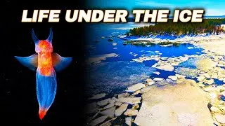 Unknown Depths Of The White Sea
