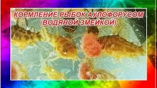 КОРМЛЕНИЕ АКВАРИУМНЫХ РЫБ. АУЛОФОРУС (ВОДЯНАЯ ЗМЕЙКА)