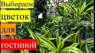 Почему пропала Шеффлера? Что выбираем вместо неё?